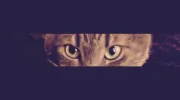Cats and Friends