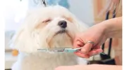 The Doggy Detailer