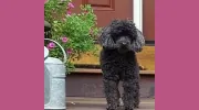 Dogwatch Of Susquehanna Valley