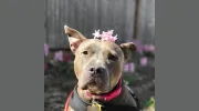 Second Chance Dog Walking & Sitting