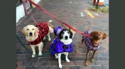 Go Play! Pet Care