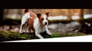 Tupelo Small Animal Hospital