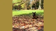The Canine Training Center