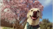 The Brookland Dog Walking