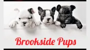 Brookside Pups