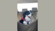 We Let the Dogs Out