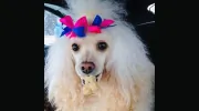 Wiggle Butts Mobile Dog Grooming