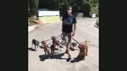 A Big Dog House