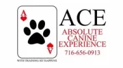Absolute Canine Experience