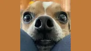 North Star Canines