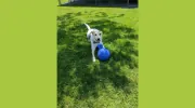 Goldner's Top Dog
