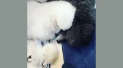 Kellys Dazzle Dog