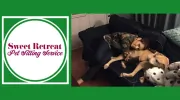 Sweet Retreat Pet Sitting Service
