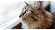 Premier Veterinary Medical Group
