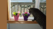Precious Paws Pet Care
