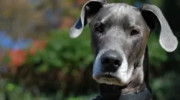 PAWS of Potomac