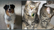 Four Paws Tender Care