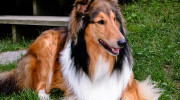 Santa Barbara Pet Hospital