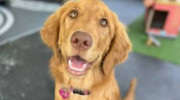 Sitting Pretty Pet Care