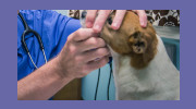 Bluff Park Animal Clinic