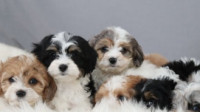 Cavapoo Puppies