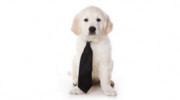 Doggie Business
