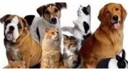 The Pet Lady